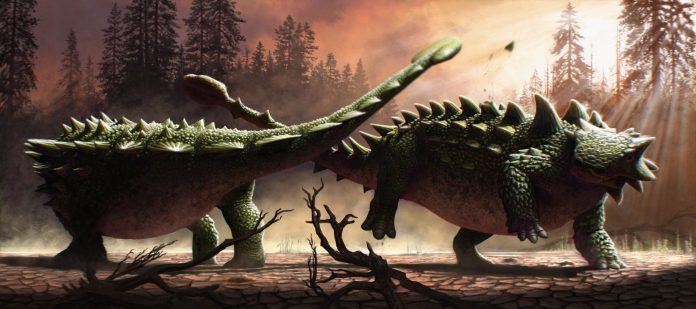 Anquilossauros lutavam entre si tanto quanto lutavam contra o T. rex