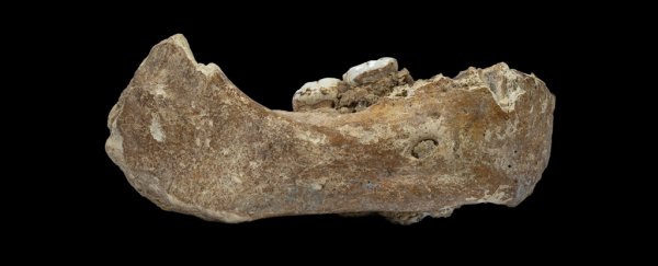 Traços de DNA denisovano ainda afetam o sistema imunológico de humanos modernos