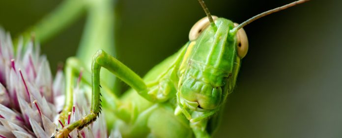Os insetos talvez sentem dor, então o que isso significa para as leis de bem-estar animal?