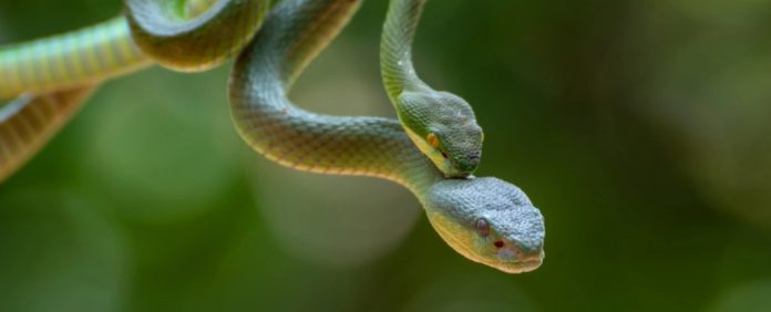 Cientistas descobrem que as cobras têm dois clitóris