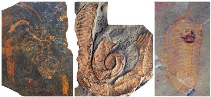 Sítio de fósseis revela que artrópodes gigantes dominavam os mares há 470 milhões de anos