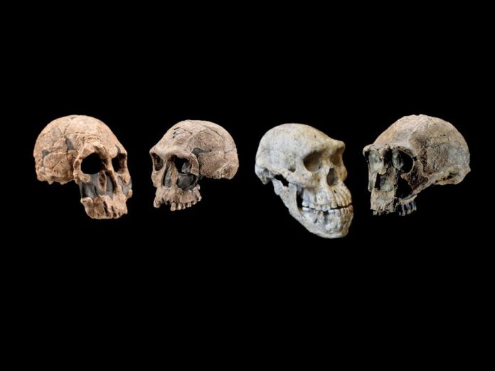 A evolução humana em tempo real: estudo acompanha o surgimento de 155 novos genes