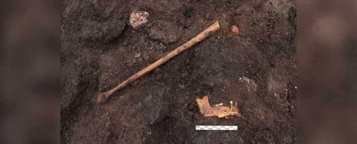 ‘Múmia do pântano’ bem preservada descoberta na Dinamarca pode ser restos de um antigo ritual
