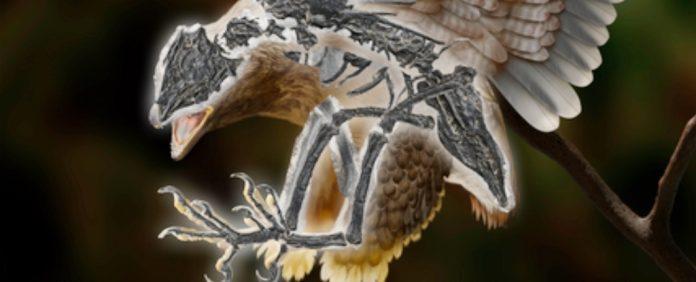 Esta criatura antiga é um estranho híbrido de dinossauro e ave