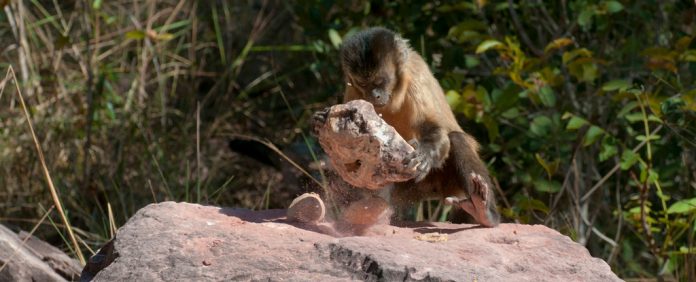 Macacos – não humanos – fizeram conjuntos antigos de ferramentas de pedra no Piauí, revela estudo