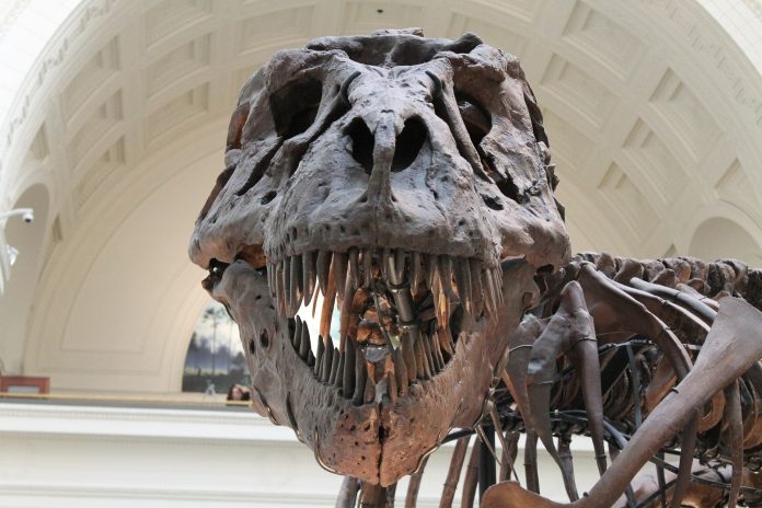 A densidade de neurônios de alguns dinossauros era igual à dos primatas modernos