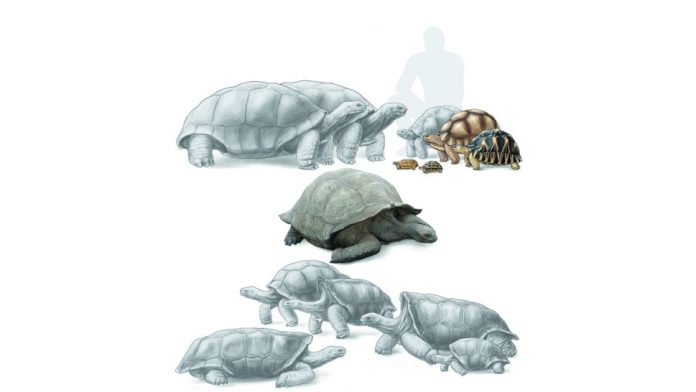 Tartaruga gigante extinta era o ‘mamute’ de Madagascar há 1.000 anos