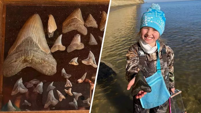 Enorme dente de megalodonte é descoberto nos EUA por uma caçadora de fósseis de 9 anos