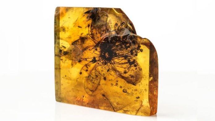 Flor preservada em âmbar de 40 milhões de anos é a maior flor fossilizada já encontrada