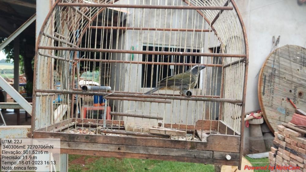 Após denúncia ao 181 Polícia Ambiental apreende aves nativas em Nova Cantu e encaminha um homem para TECIP