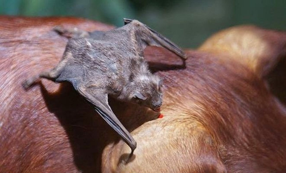 Com confirmações de raiva bovina em Campina da Lagoa, Adapar promove palestra para orientar produtores