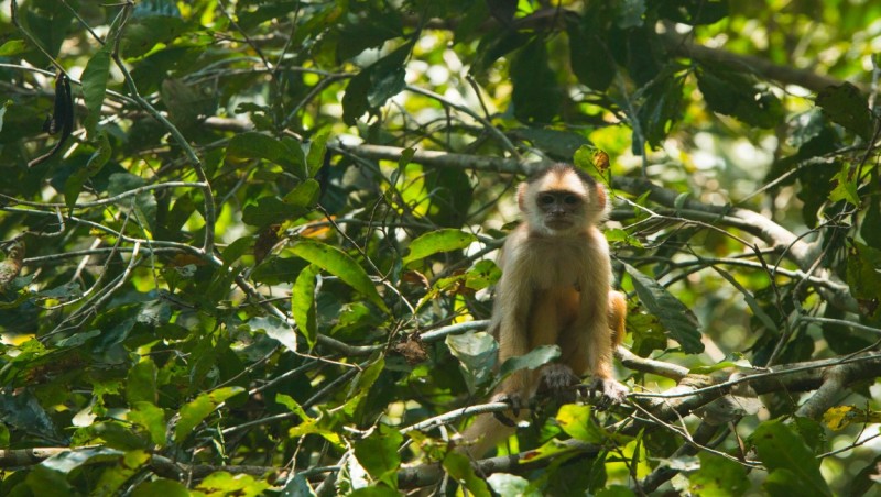 Macaco Mamirauá em Tefé (AM). Crédito: Ana Claudia Jatahy/MTur Destinos