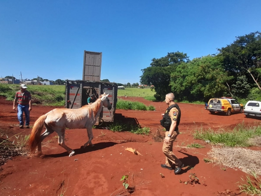 Animal é resgatado pela PM após denúncias de maus tratos, em Campina da Lagoa