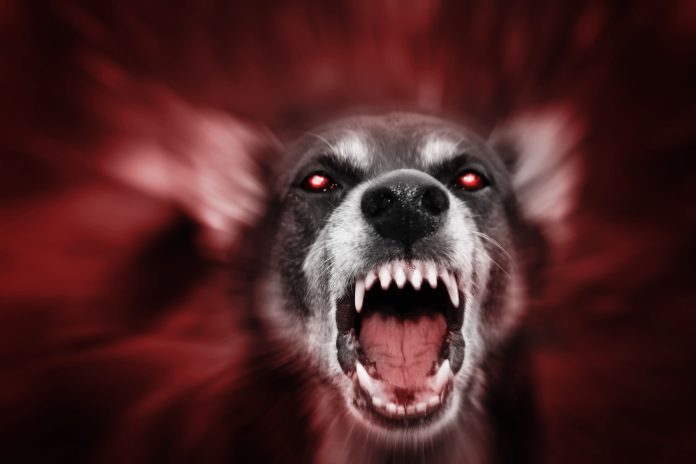 Os terríveis sintomas da raiva inspiraram contos populares de lobisomens, vampiros e outros monstros