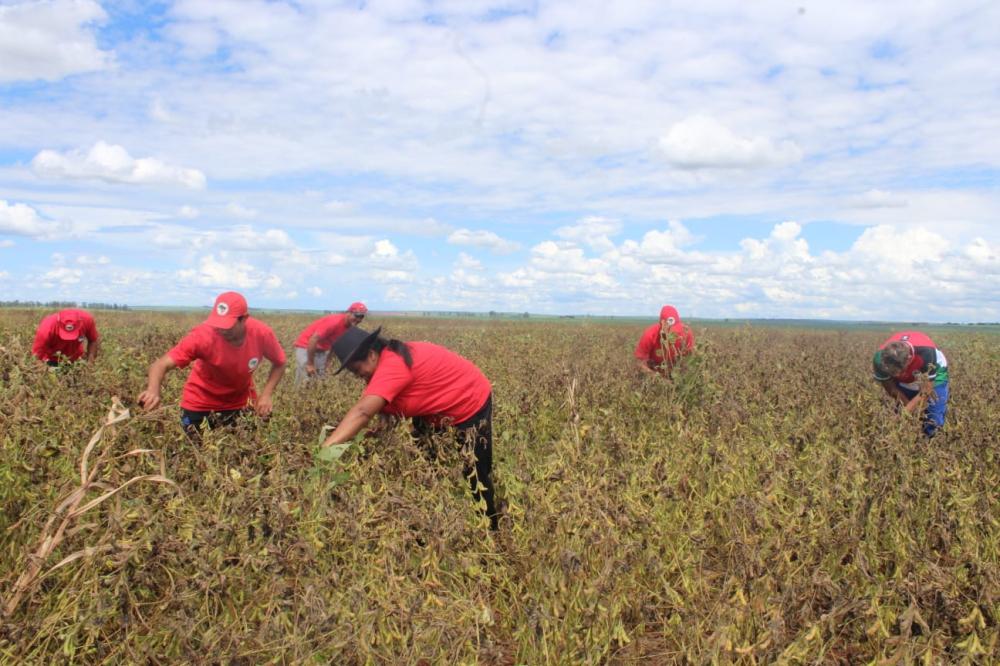 Produtoras/es na lavoura de soja da Comunidade Fidel Castro, em Centenário do Sul, Paraná. Foto: Maicon Veirick