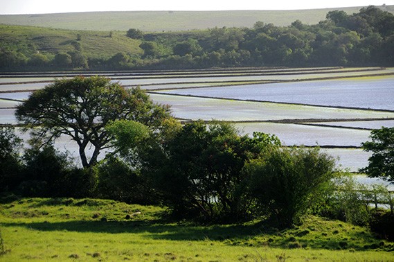 Plantação de arroz no Rio Grande do Sul - Foto: Zig Koch / Banco de Imagens ANA