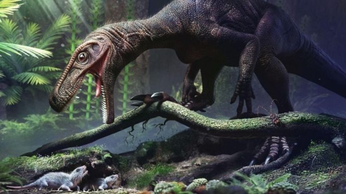 O herrerassaurídeo Gnathovorax cabreirai, cujos restos fossilizados foram analisados pelos pesquisadores ao lado de dois dinossauros sauropodomorfos, não apresentou vestígios de sacos aéreos. (Créditos: Márcio Castro; (CC BY-NC-ND 2.0))