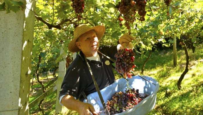 Colheita da uva é uma das atrações turísticas do sul do Brasil. Crédito: Renato Soares/MTur