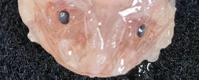 Peixe mais profundo já filmado é avistado a 8,5 km no fundo do mar da costa do Japão