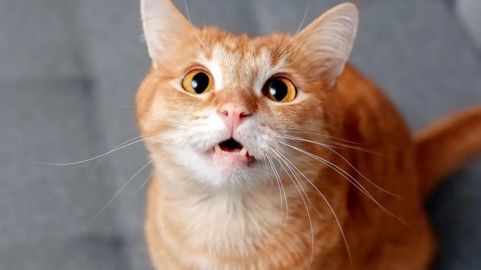 Olga Smolyak (Shutterstock)