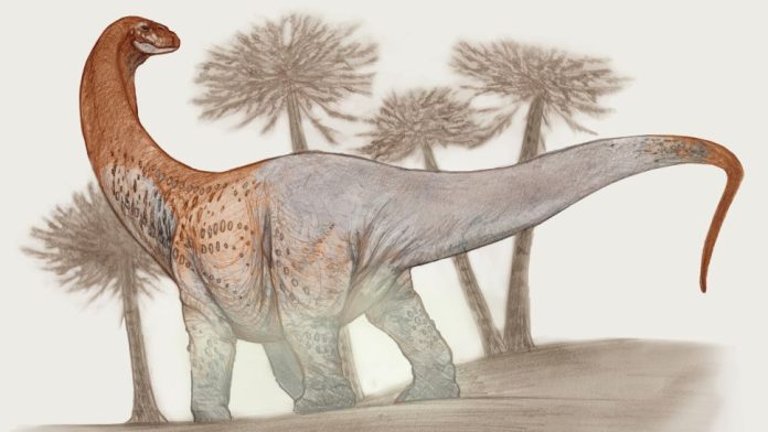 Enorme dinossauro argentino de 30 metros é tão grande que seus fósseis quebraram a estrada durante o transporte