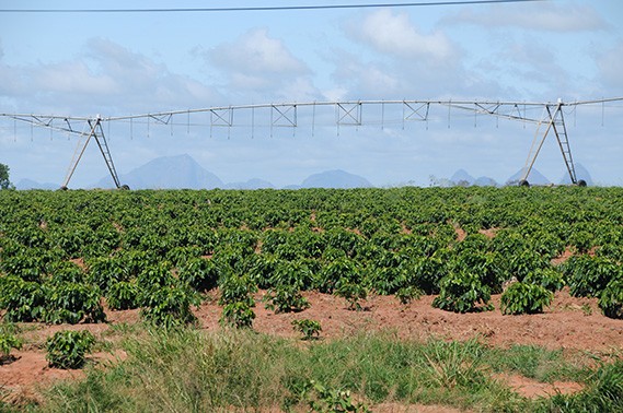 Irrigação em plantação de café - Foto: Zig Koch / Banco de Imagens ANA
