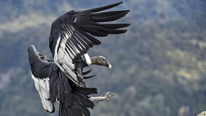 Uma cápsula do tempo de 2.200 anos revela os segredos do condor andino