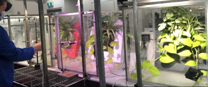 Plantas domésticas podem purificar o ar de substâncias tóxicas em horas, revela estudo