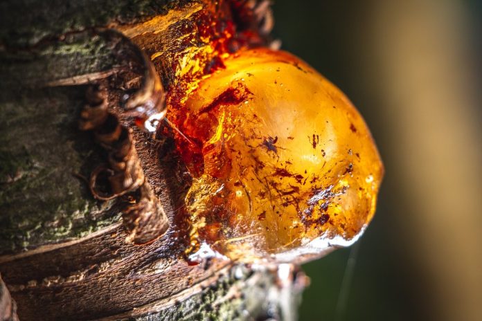 Árvores tão antigas quanto o tempo: usando resinas de árvores para reconstruir ecossistemas primitivos