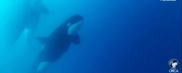 Orcas nadando nas águas geladas do Cabo Horn, no Chile. (NOAA Fisheries/YouTube)