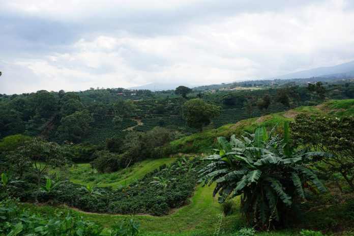 Uma fazenda de café da Costa Rica usando policultivo com bananeiras e “ilhas” agroflorestais ao redor dos cafezais. Crédito: Athina Koutouleas