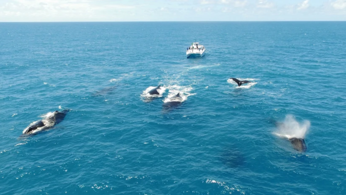 Turismo de observação de Baleias. Crédito: Instituto Baleia Jubarte