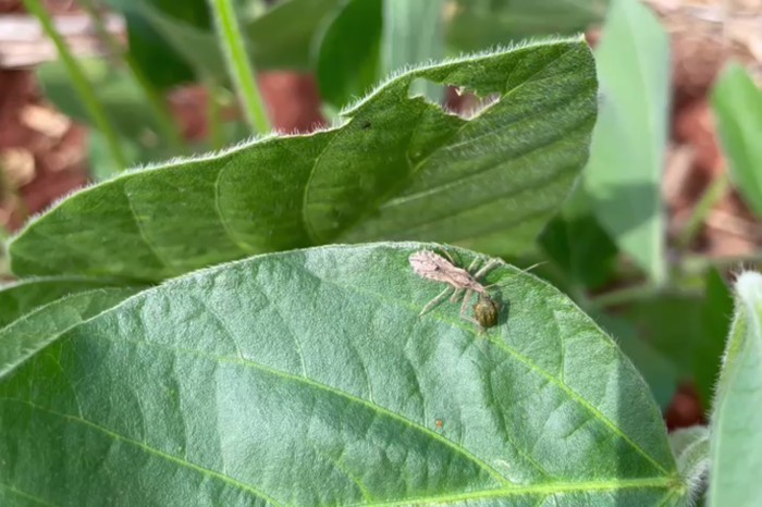 Foto: Reprodução/Secom Paraná