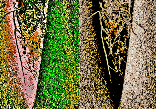 ‘Ecoartivismo Sampa’ - divulgação