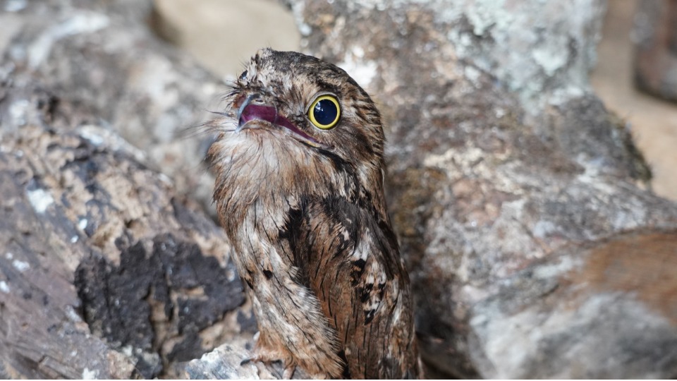 Filhote de Urutau nasce no Parque das Aves