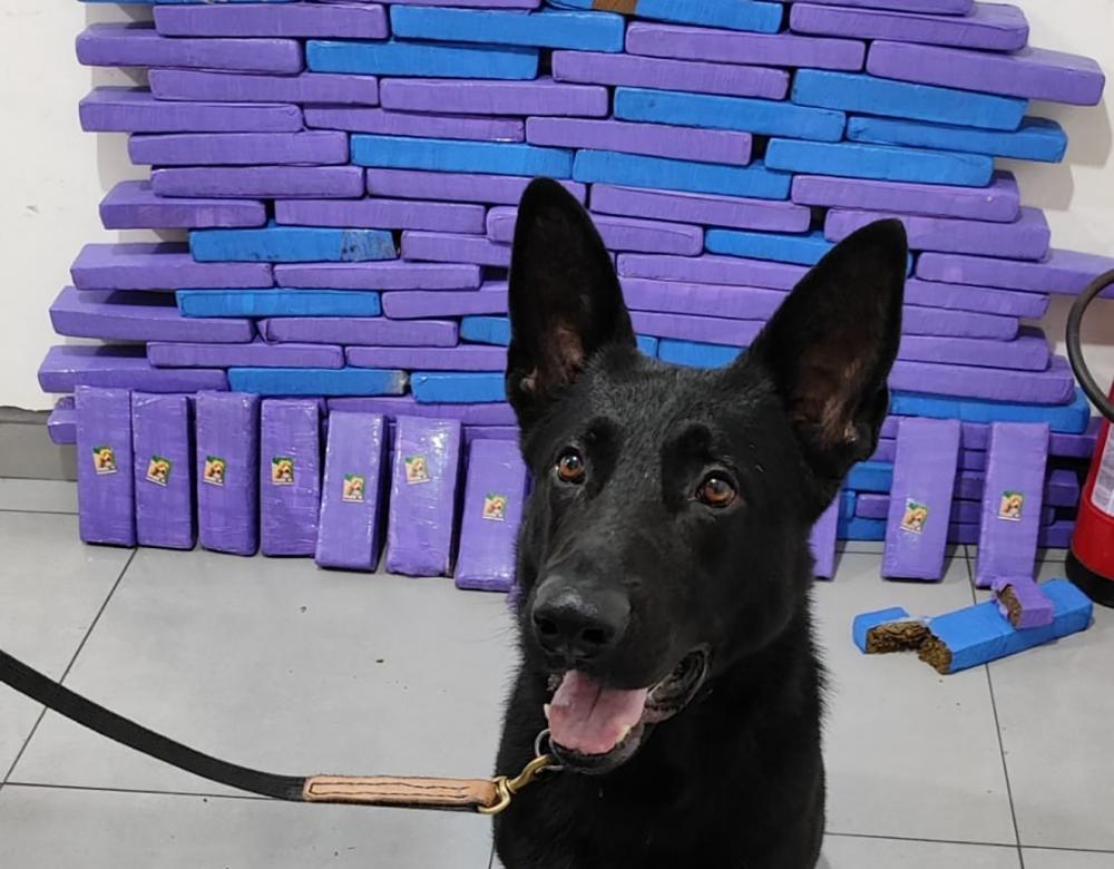 Casal de Campo Mourão é preso com quase 70 quilos de maconha em ação conjunta da polícia