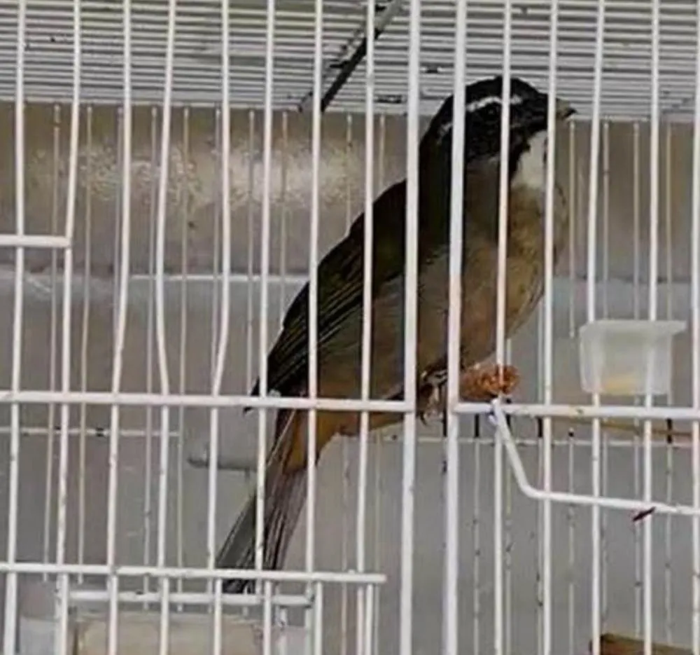 Homem é detido com pássaros em gaiolas sem licença, em Laranjal