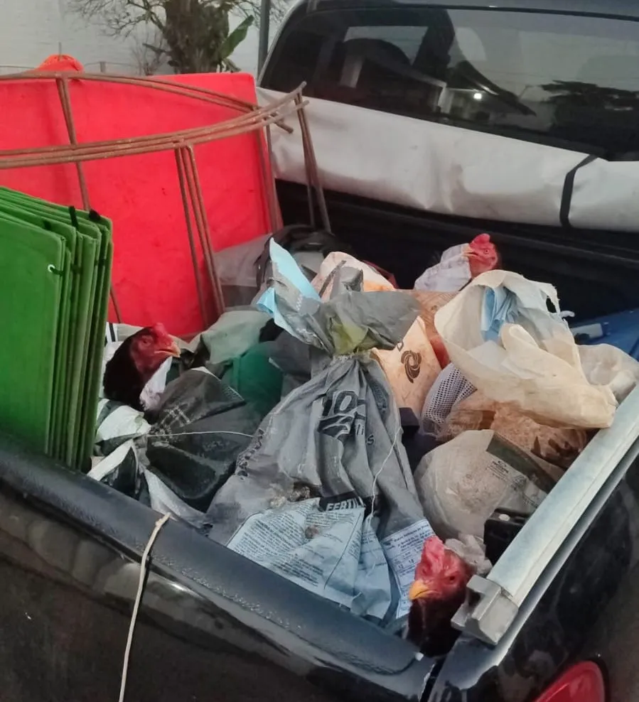 Nove pessoas foram detidas, em rinha de galos, em fazenda de Palmital