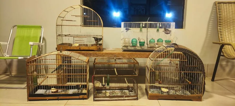 Animais são encontrados em situação de maus tratos em residência fechada, em Quinta do Sol