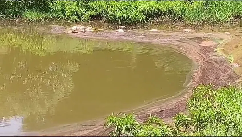 Peixes e mais de 50 gansos morrem após contato com açude em Cafelândia