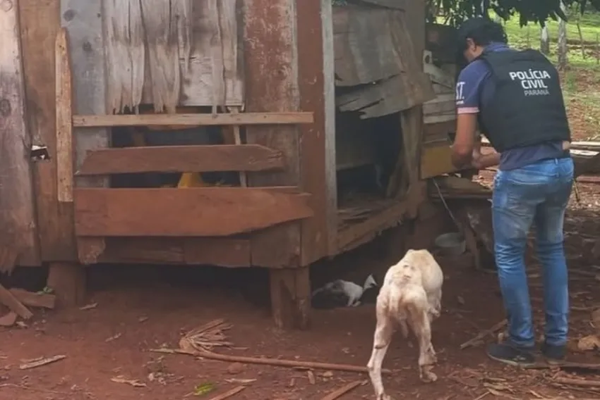 Em Campina da Lagoa; Homem é preso por maus-tratos e 14 cães foram resgatados