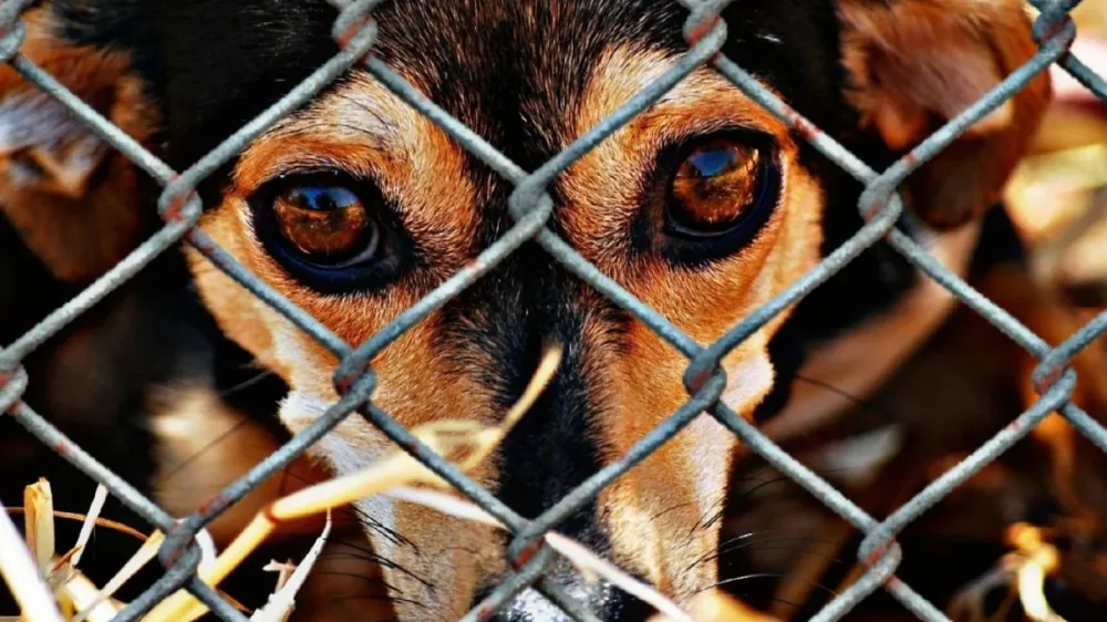 Ministério Público emite recomendação para que Nova Cantu e 31 municípios da região estabeleçam resgate de animais maltratados