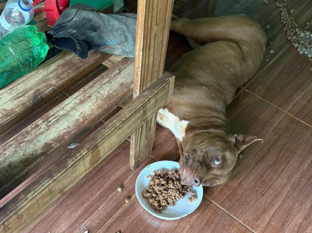 Em Roncador; Cão é abandonado e morre após sofrer maus-tratos