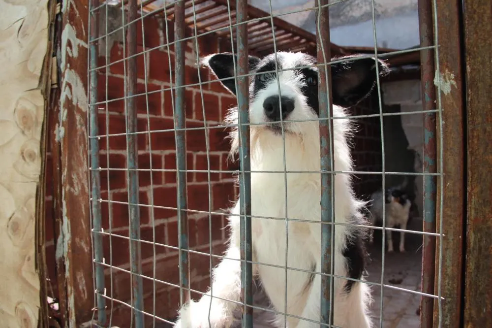 Em Campo Mourão; Morador é multado em R$ 38,7 mil por maus-tratos a animais