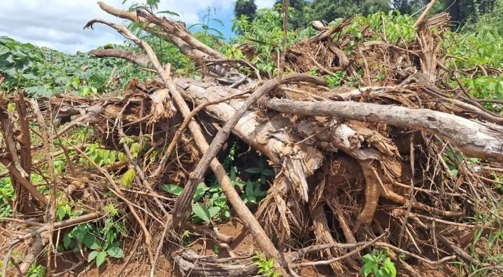 Em Pitanga; Desmatamento é flagrado por satélite e resulta em multa de R$ 7 mil